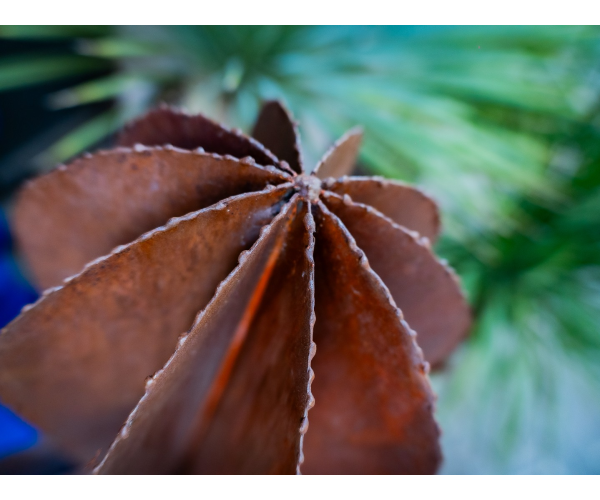 Mexican cactus 160cm