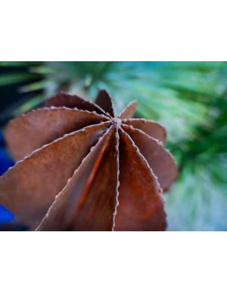 Mexican cactus 160cm